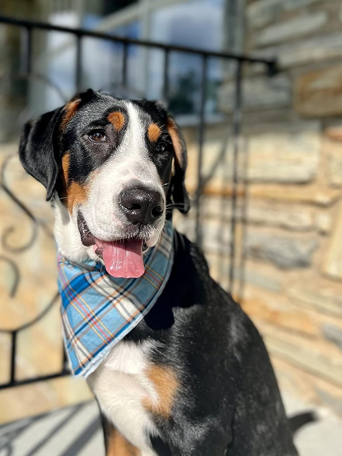 Blue Plaid Dog Bandana and Cat Kerchief - Triangle Bib Scarf for Small, Medium, and Large Pets