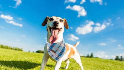 Blue Plaid Dog Bandana and Cat Kerchief - Triangle Bib Scarf for Small, Medium, and Large Pets
