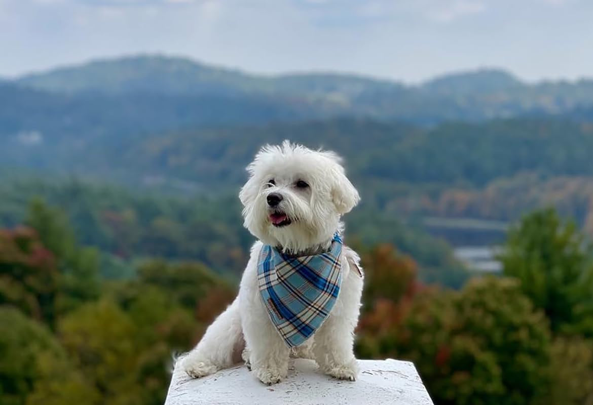 Blue Plaid Dog Bandana and Cat Kerchief - Triangle Bib Scarf for Small, Medium, and Large Pets